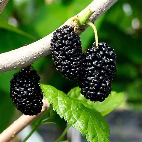 shangri la mulberry tree